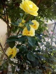 созопол-къща-за-гости-деница-2021-градина-рози-двор