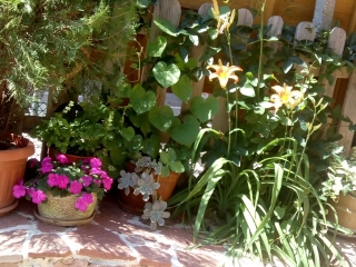 созопол-къща-за-гости-деница-2021-двор-градина-3