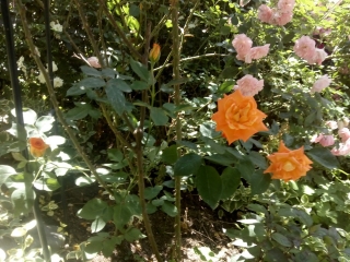 созопол-къща-за-гости-деница-2021-двор-градина