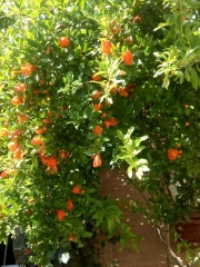 созопол-къща-за-гости-деница-2021-двор-нар