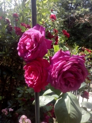 созопол-къща-за-гости-деница-двор-градина-рози-2-2021