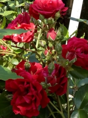 созопол-къща-за-гости-деница-рози-двор