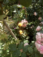 созопол-стаи-под-наем-къща деница-двор-32-sozopolstay.com-2018