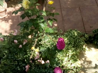 созопол-стаи-под-наем-къща деница-двор-37-sozopolstay.com-2018