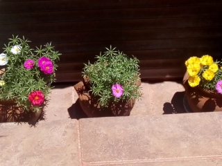 созопол-стаи-под-наем-къща деница-двор-6-sozopolstay.com-2018