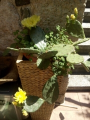 созопол-стар-град-къща-за-гости-деница-двор-градина-2021