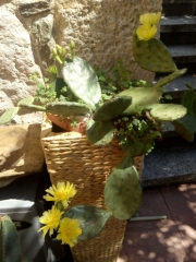 созопол-стар-град-къща-за-гости-деница-двор-градина-3-2021