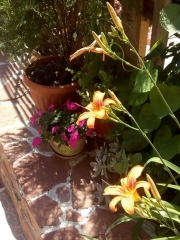 созопол-стар-град-къща-за-гости-деница-двор-градина-5